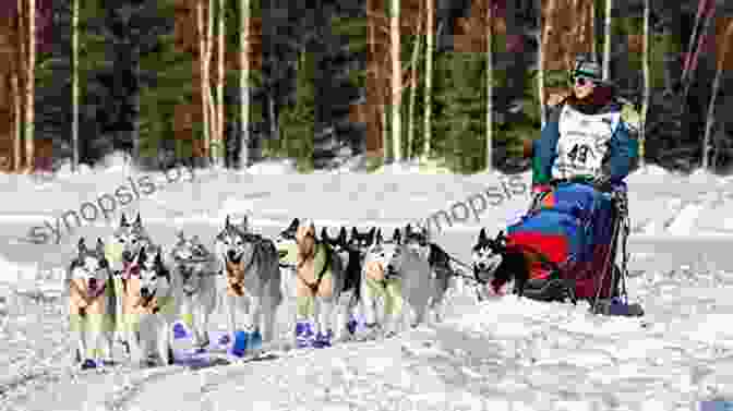 A Sled Dog Team Racing Through A Snowy Landscape Douggie: The Playful Pup Who Became A Sled Dog Hero