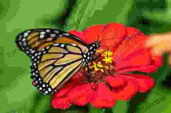 Close Up Of A Monarch Butterfly Sipping Nectar From A Flower, Surrounded By Other Pollinators Awkward Douglas W Tallamy