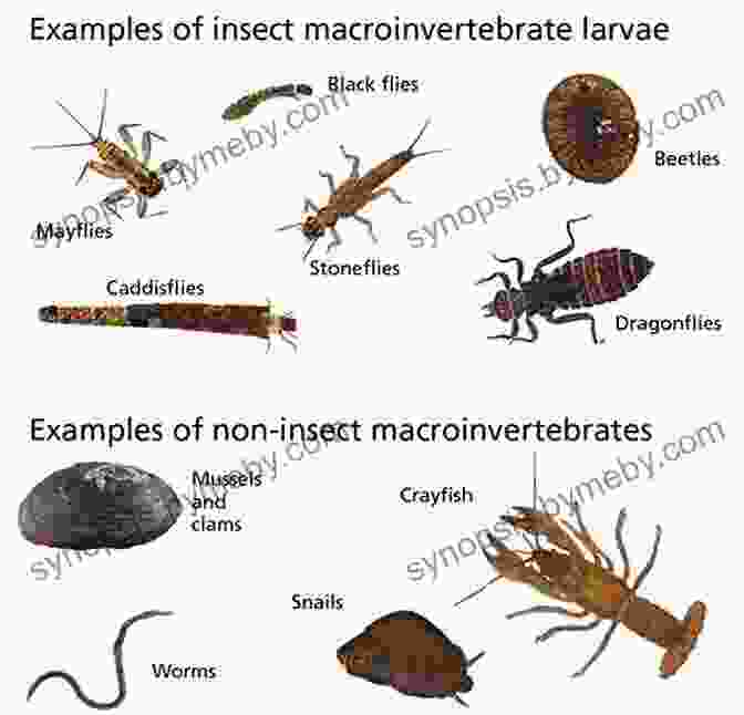 Diversity Of Aquatic Insects Selective Trout: The Last Word On Stream Entomology And Aquatic Insect Imitation