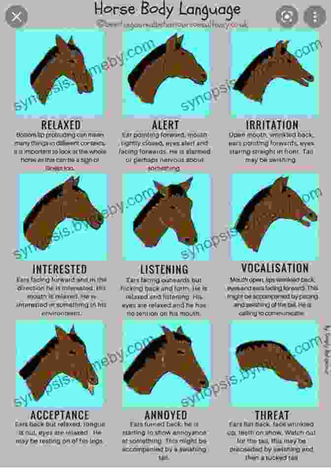 Horse Body Language Diagram How To Begin Equine Clicker Training: Improve Horse Human Communication (Life Skills For Horses)