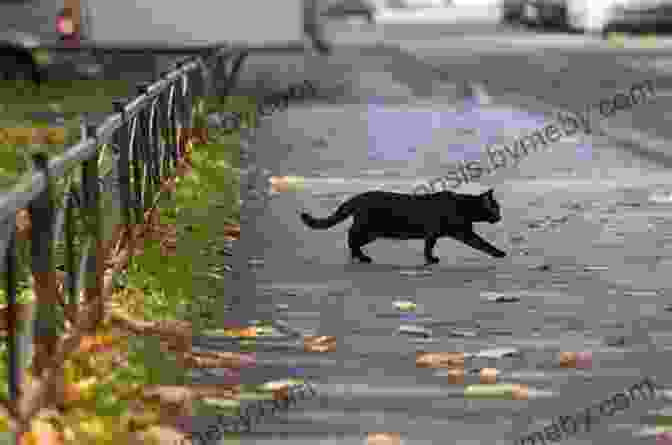 Image Of A Black Cat Crossing A Person's Path Encyclopedia Of Superstitions Edwin Radford