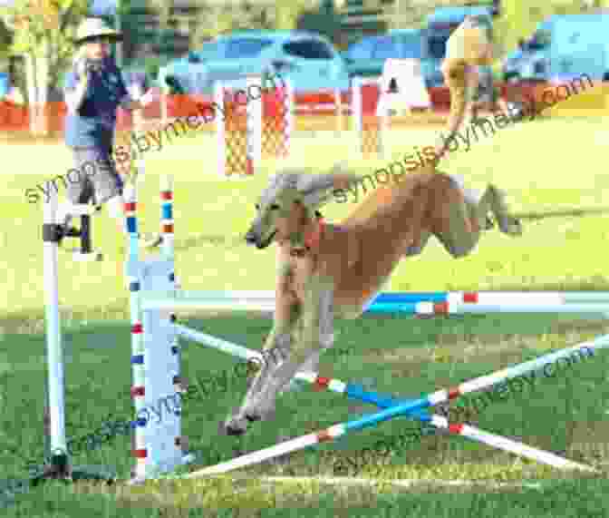 Snowman The Dog Leaping Over An Obstacle During An Agility Competition. Snowman: The True Story Of A Champion