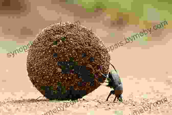 Steve The Dung Beetle Rolling A Ball Of Dung Steve The Dung Beetle: On A Roll