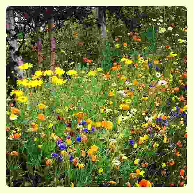 Vibrant Native Plants Blooming In A Meadow, Attracting A Diverse Array Of Insects Awkward Douglas W Tallamy