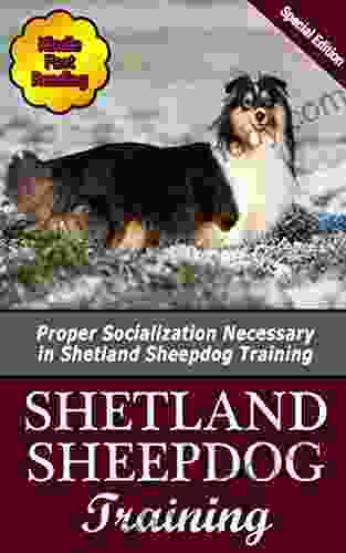 Shetland Sheepdog Training: Proper Socialization Necessary In Shetland Sheepdog Training